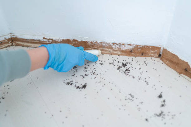 Best Pest Inspection Near Me  in Benton Harbor, MI